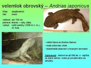 velemlok obrovsk Andrias japonicus tda d obojivelnci mloci