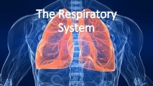 Pleural fissures