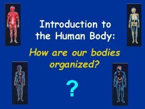 How are bodies organized