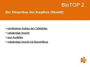 Skelett des karpfens Skelett des karpfens