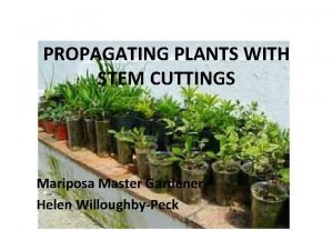 PROPAGATING PLANTS WITH STEM CUTTINGS Mariposa Master Gardener