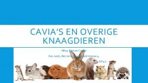 CAVIAS EN OVERIGE KNAAGDIEREN Nina Kim en Carlijn