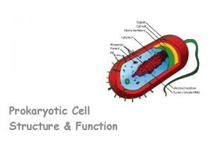 Prokaryotic cell structure