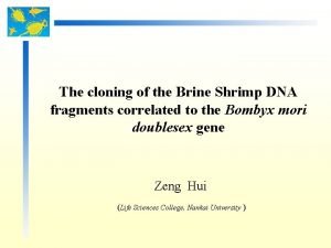 The cloning of the Brine Shrimp DNA fragments