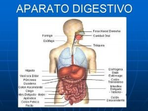 APARATO DIGESTIVO Para pensar n Ests sentado a