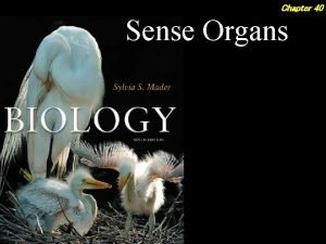 Chapter 40 Sense Organs 2 Outline Chemical Senses