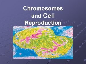 Chromosomes and Cell Reproduction Chromosome Structure Chromosomes are