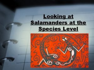 Looking at Salamanders at the Species Level Kindom