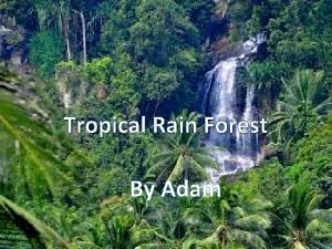 Tropical rainforest food web