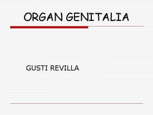 ORGAN GENITALIA GUSTI REVILLA PELVIS o o TDD