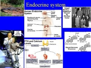 Steroids endocrine system