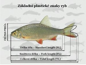 Zkladn plastick znaky ryb Vka tla h Dlka