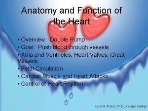 The left side of the heart receives blood from the The left side of the heart receives blood from the
