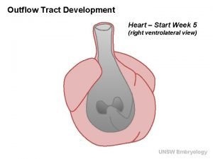 Outflow Tract Development Heart Start Week 5 right