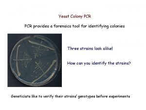 Yeast colony pcr