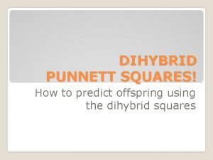 Dihybrid punnett square foil