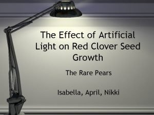 The Effect of Artificial Light on Red Clover