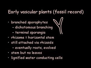 Dichotomously branching sporophyte