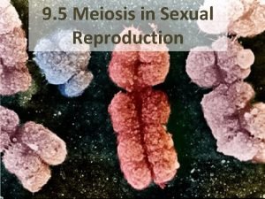 9 5 Meiosis in Sexual Reproduction Haploid cells