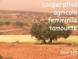 cooperativa agricola femminile tamounte imintlit il cartello della