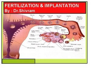 FERTILIZATION IMPLANTATION By Dr Shivram OBJECTIVES At the