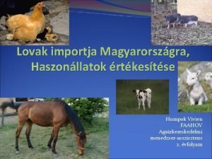 Lovak importja Magyarorszgra Haszonllatok rtkestse Humpok Vivien FAAHOV