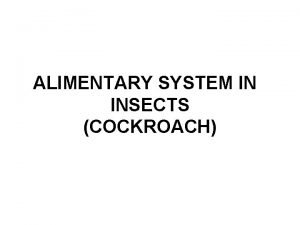 ALIMENTARY SYSTEM IN INSECTS COCKROACH The alimentary canal