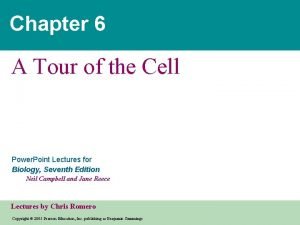 Cytoskeleton