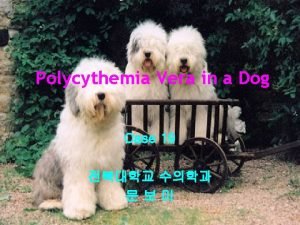 Polycythemia vera dogs