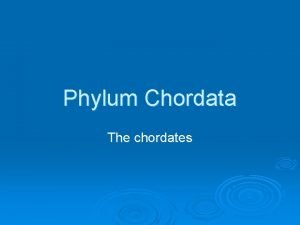 Phylum chordata notochord
