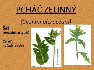 PCH ZELINN Cirsium oleraceum d hvzdnicotvar ele hvzdnidovit