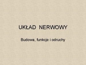 Rdzeń kręgowy budowa i funkcje