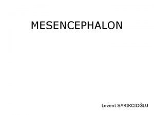Mesencephalon midbrain
