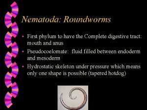 Nematoda Roundworms First phylum to have the Complete