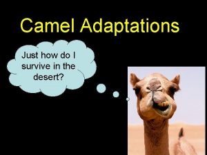 Adaptation of camel in points