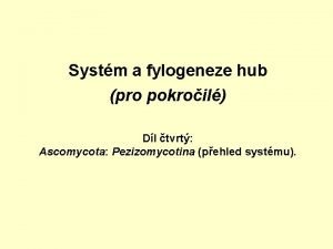 Systm a fylogeneze hub pro pokroil Dl tvrt