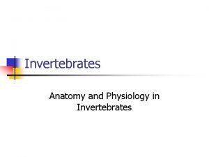 Invertebrates Anatomy and Physiology in Invertebrates Support and