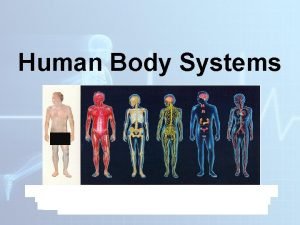 Human Body Systems Regulation and Homeostasis in the