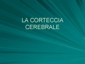 LA CORTECCIA CEREBRALE Com strutturata La corteccia cerebrale