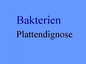 Bakterien Plattendignose Pseudomonas aeruginosa Keine Laktosespaltung kleine glasige