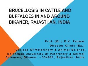 BRUCELLOSIS IN CATTLE AND BUFFALOES IN AND AROUND