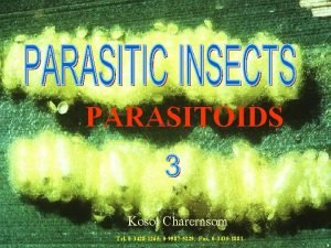 PARASITOIDS Kosol Charernsom Tel 0 3428 1265 0