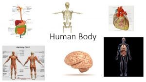 How much does the skeletal system weigh