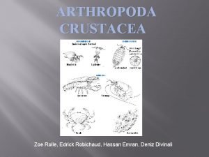 Klasifikasi crustacea