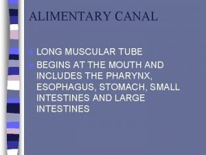 ALIMENTARY CANAL n n LONG MUSCULAR TUBE BEGINS