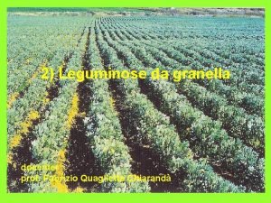 2 Leguminose da granella docente prof Fabrizio Quaglietta