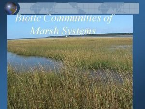 Salt marsh biotic factors