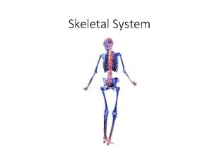 Skeletal System Abbs word part review Skeletal Vocab