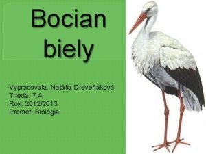 Bocian biely Vypracovala Natlia Drevekov Trieda 7 A