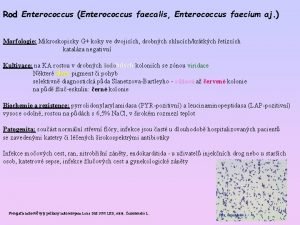 Rod Enterococcus Enterococcus faecalis Enterococcus faecium aj Morfologie